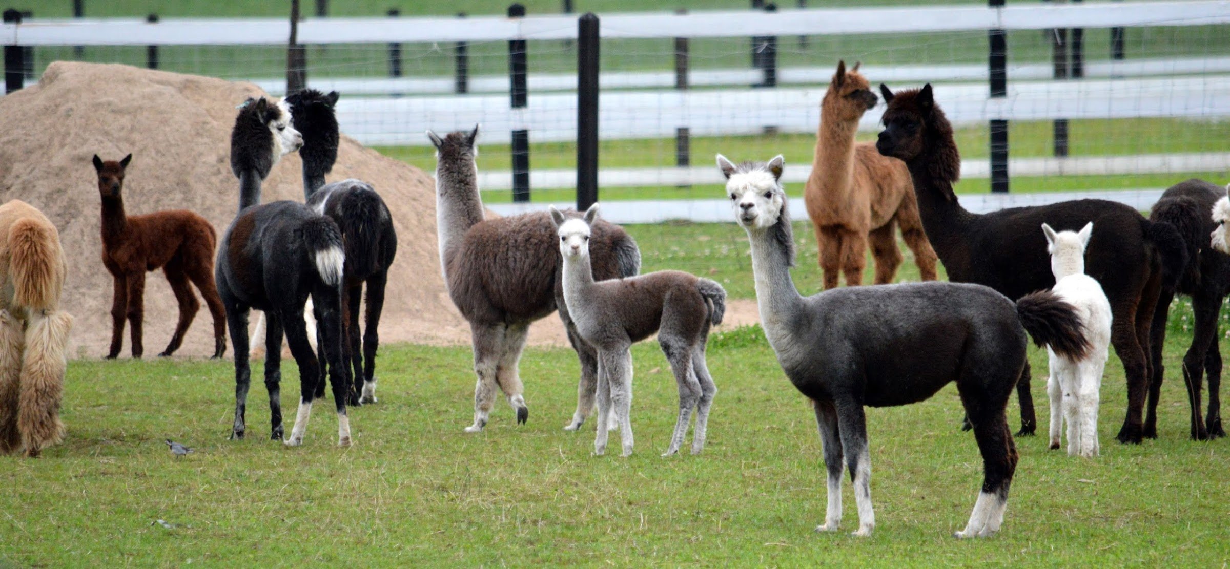 Dargaičių mažasis zoologijos sodas „Alpakų auginimas“